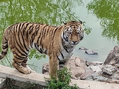 -石家庄市动物园