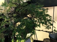 -绿茶餐厅(成都太古里店)