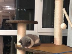 -康乐宝动物医院