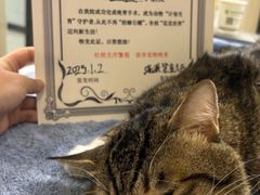 -瑞派紫金宠物医院24小时·骨科·中兽医·重症转诊中心(番禺大石院)