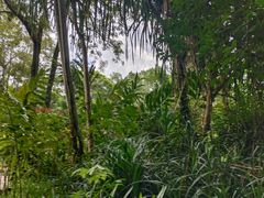 -中国科学院西双版纳热带植物园