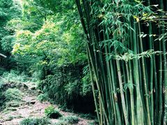 -芦沟竹海