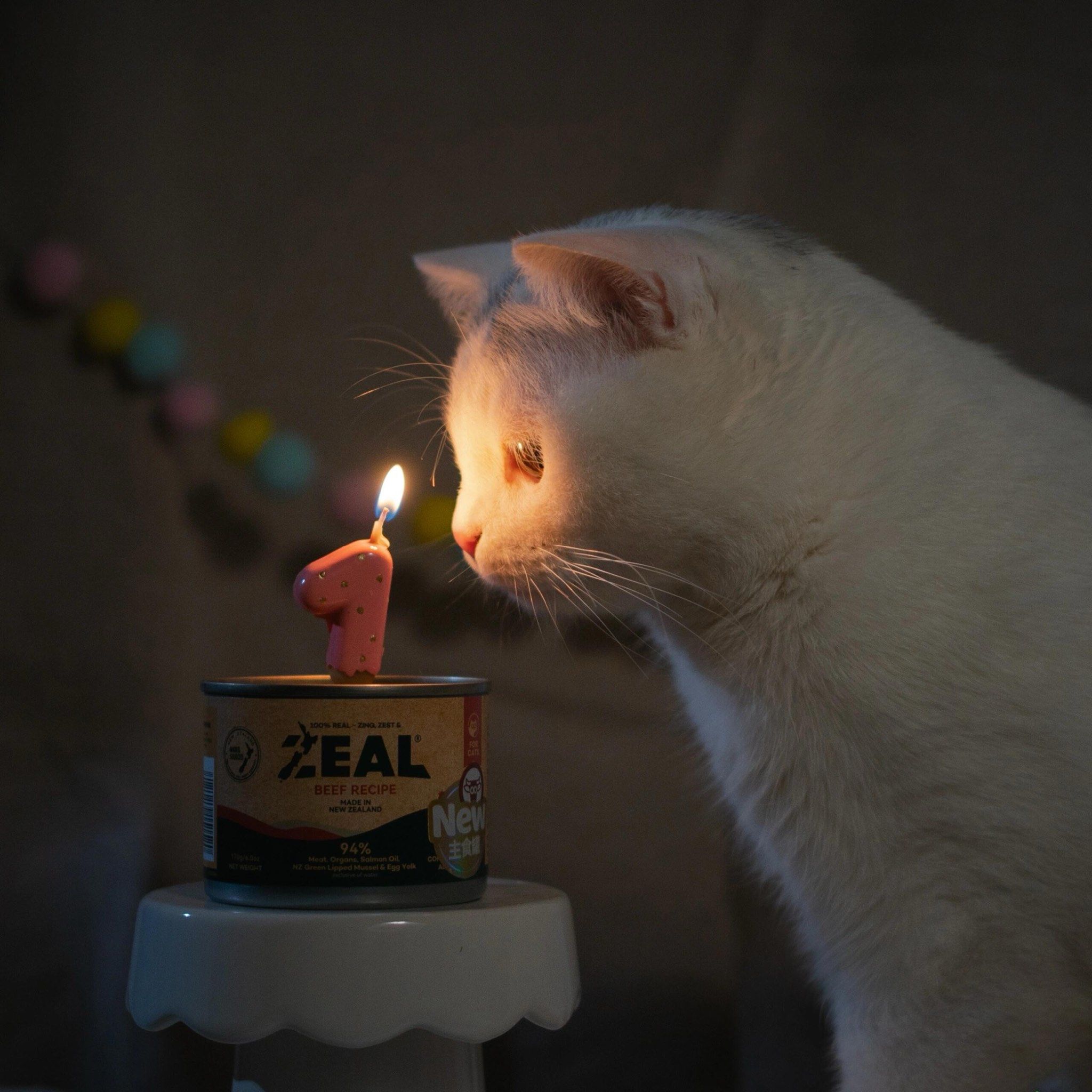 傻猫子过生日眉毛被烧掉了😅