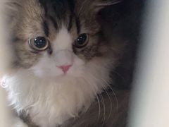 -爱侣宠医·鹦鹉专科·小型哺乳类·异宠专科(灵石路店)