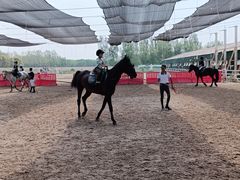 -北京群众马术培训基地