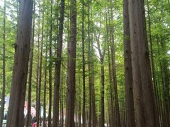 -日照海滨国家森林公园