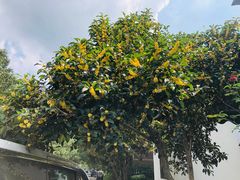 -旅马餐厅(茅家埠店)