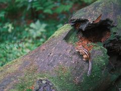 -五营红松林海景区