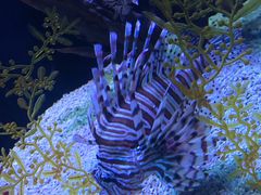 -美玲拉面(鞍山西道店)