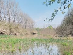 -溱湖国家湿地公园