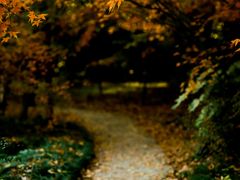 -上海共青森林公园