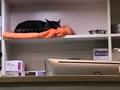 -安安宠医·安宠宠物医院