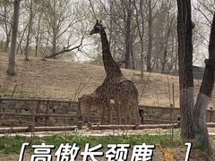 -北京野生动物园