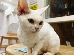 -楼上猫咖(罗湖店)