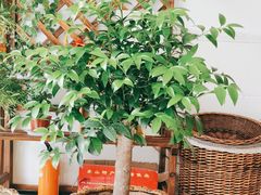 -胡老三家土菜馆·老店地方特色菜·招牌茅山地锅老鹅