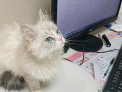 -安安宠医宠物医院·异宠·犬猫内科(岳阳分院)