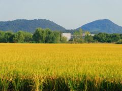 -良渚古城遗址公园