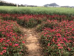 -光明小镇欢乐田园