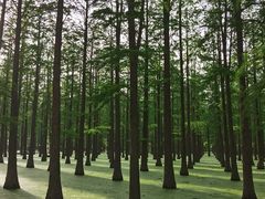 -渌洋湖湿地公园