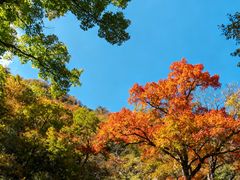-王顺山国家森林公园