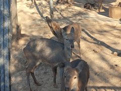 -石家庄市动物园