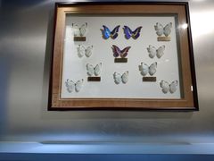 -上海昆虫博物馆