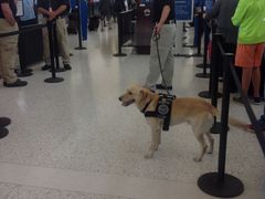 -约翰·菲茨杰拉德·肯尼迪国际机场