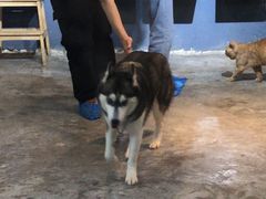 -more than meow吴止猫主题餐厅(承德 中船汇店)