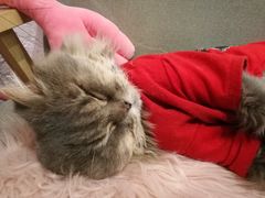 -喵屿·大理花园猫咖