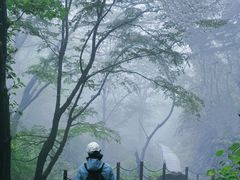 -王顺山国家森林公园