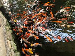 -南宫五洲植物乐园