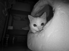 -瑞鹏宠物医院·骨科·猫科·内科(第一中心)