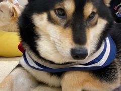 -逗柴咖啡屋·狗咖猫咖宠物桌游