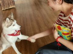 -Husky Go! 哈士奇体验馆·宠物咖啡厅狗咖