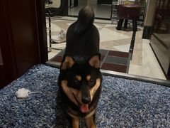 -唐小姐の猫狗洗护·购宠旗舰店(周浦万达店)
