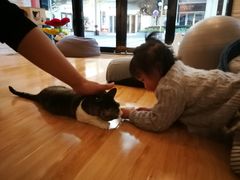 -momokira米努特·德文卷毛猫·棉花面纱犬