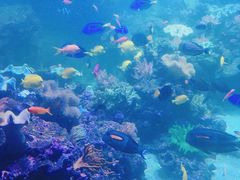 -迪拜水族馆及水下动物园