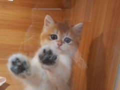 -猫十亿·布偶金渐层·曼基康矮脚猫舍(青年路店)