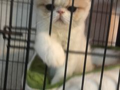-心语宠物医院·急重症转诊中心·瑞辰华诺(南青路店)