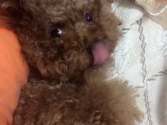 -米苏动物医院·犬猫专科·骨科外科内窥镜