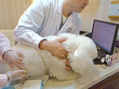 -宠爱国际动物医院·消化内科·心肾内科·ISFM猫友好(望京店)