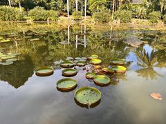 -中国科学院西双版纳热带植物园