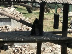 -石家庄市动物园