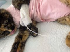 -达爱动物医院·犬猫分区·CT·复杂眼科(远洋山水分院)