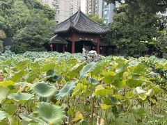 -和平公园