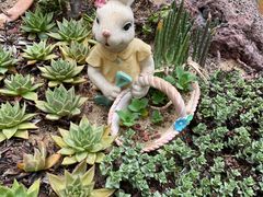 -正佳雨林生态植物园