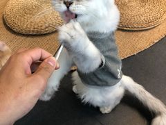 -Heymao猫咖.咖啡厅(东门店)