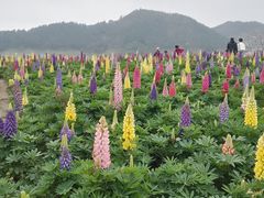 -径山花海