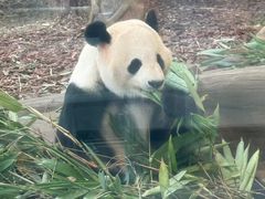 -成都动物园
