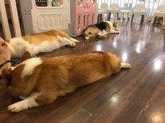 -柯斗斗主题餐厅·狗咖·围炉煮茶·茶饮(国瑞升平里店)